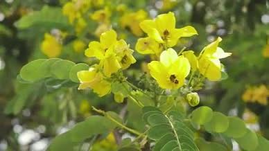 黄花槐树枝治愈系春天盛开的漂亮小黄花4K视频的预览图